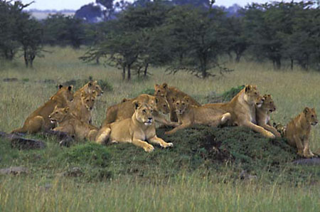 Lions (9).jpg