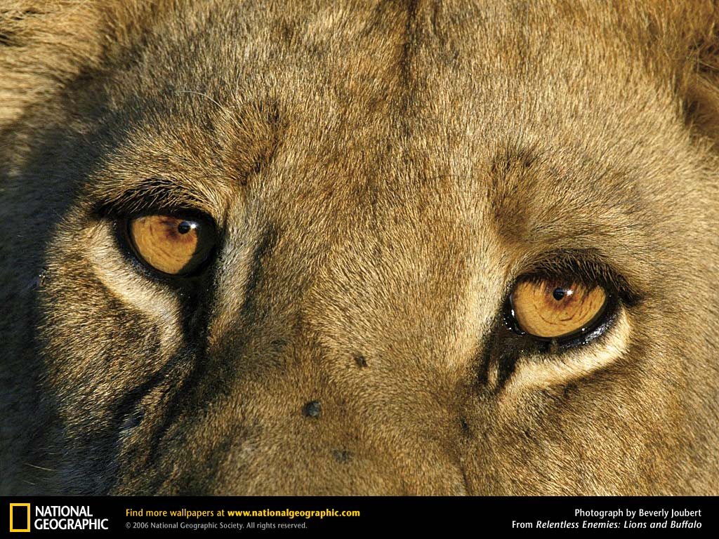 relentless-lion-eye.jpg