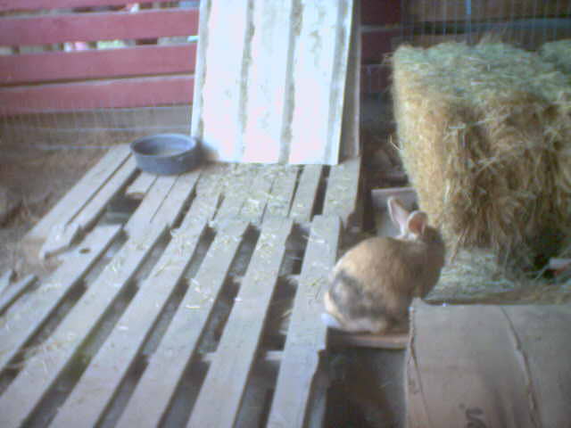 Bunny Shed