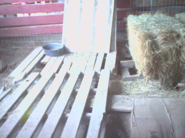 Bunny Shed
